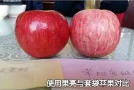 使用果亮与套袋苹果对比